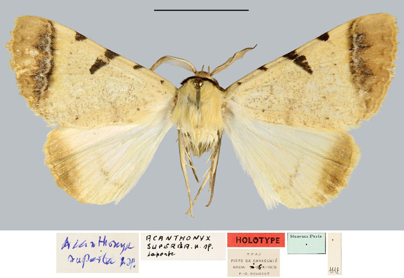 /filer/webapps/moths/media/images/S/superba_Tigreana_HT_MNHN.jpg
