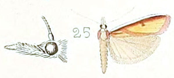 /filer/webapps/moths/media/images/S/superbella_Rhodochrysa_HT_Ragonot_39-25.jpg