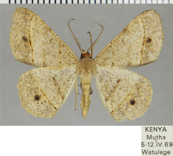 /filer/webapps/moths/media/images/S/supergressa_Isturgia_AM_ZSMa.jpg