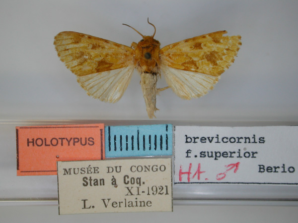 /filer/webapps/moths/media/images/S/superior_Nyodes_HT_RMCA.jpg
