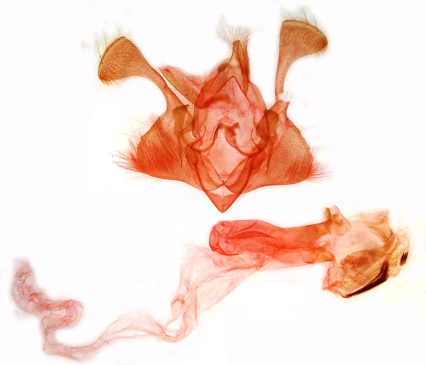 /filer/webapps/moths/media/images/S/superior_Tycomarptes_GMHT_TMSA_14177.jpg