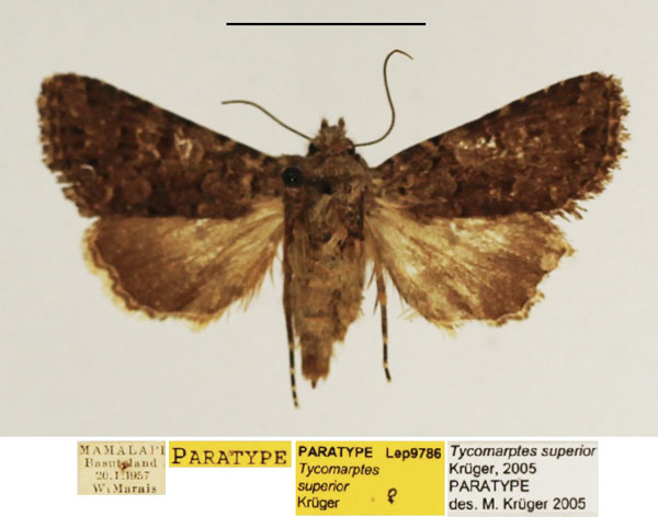 /filer/webapps/moths/media/images/S/superior_Tycomarptes_PTF_TMSA_01.jpg