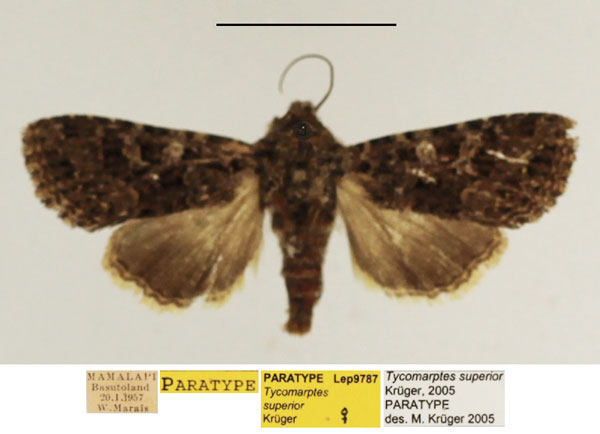 /filer/webapps/moths/media/images/S/superior_Tycomarptes_PTF_TMSA_02.jpg