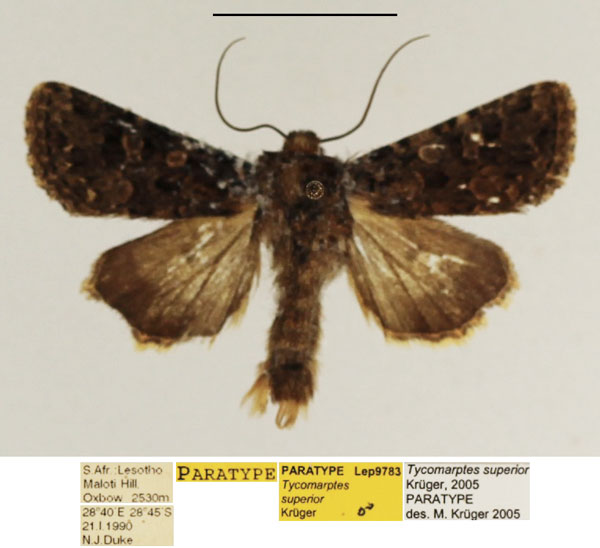 /filer/webapps/moths/media/images/S/superior_Tycomarptes_PTM_TMSA.jpg
