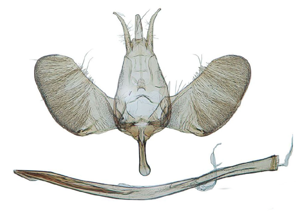 /filer/webapps/moths/media/images/S/superplumbella_Yponomeuta_GMPT_Agassiz_1299.jpg