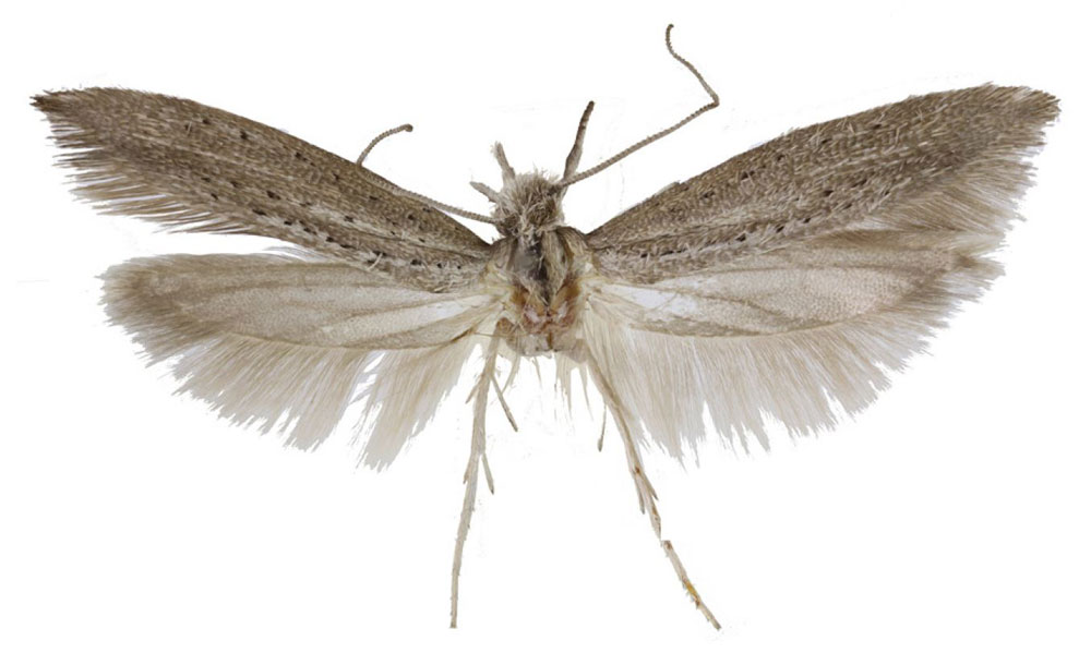 /filer/webapps/moths/media/images/S/superplumbella_Yponomeuta_PT_Agassiz.jpg