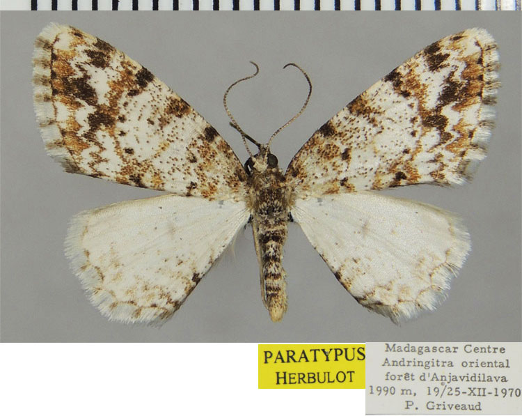 /filer/webapps/moths/media/images/S/superuncina_Ectropis_PTF_ZSM.jpg