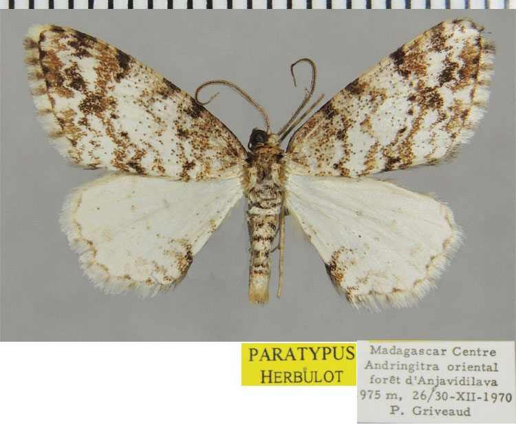 /filer/webapps/moths/media/images/S/superuncina_Ectropis_PTM_ZSMa.jpg