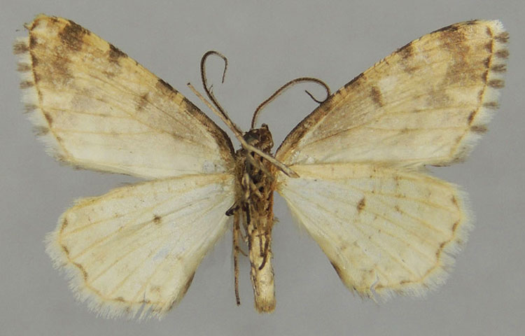 /filer/webapps/moths/media/images/S/superuncina_Ectropis_PTM_ZSMb.jpg