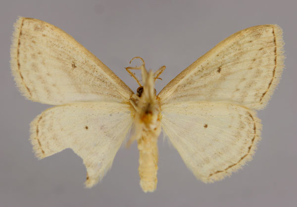 /filer/webapps/moths/media/images/S/supina_Scopula_A_ZSM_02.jpg