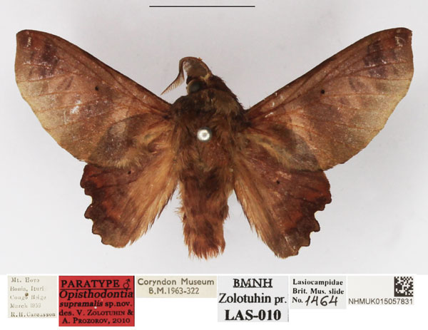 /filer/webapps/moths/media/images/S/supramalis_Opisthodontia_PTM_NHMUK_01.jpg