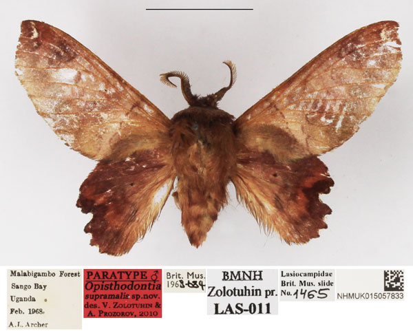 /filer/webapps/moths/media/images/S/supramalis_Opisthodontia_PTM_NHMUK_02.jpg