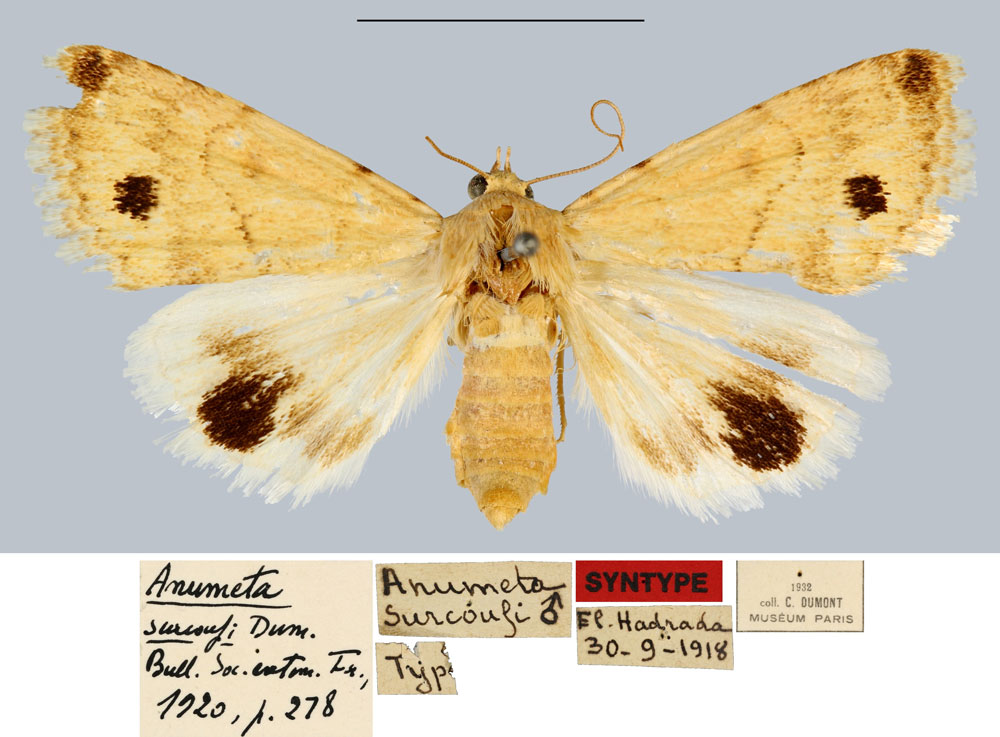 /filer/webapps/moths/media/images/S/surcoufi_Anumeta_STM_MNHN.jpg