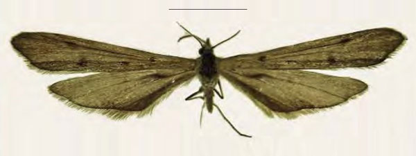 /filer/webapps/moths/media/images/S/surkovae_Agdistis_HT_ZINa.jpg