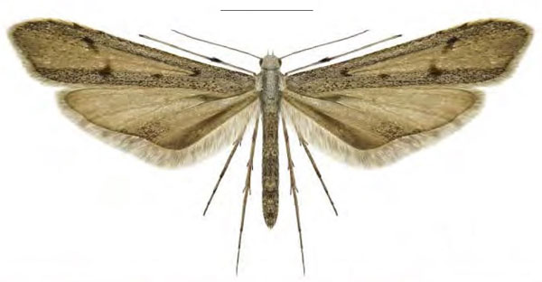 /filer/webapps/moths/media/images/S/surkovae_Agdistis_HT_ZINb.jpg