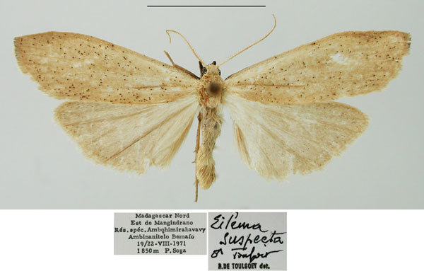 /filer/webapps/moths/media/images/S/suspecta_Eilema_AM_NHMUK.jpg