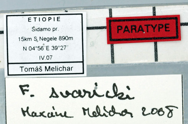 /filer/webapps/moths/media/images/S/svaricki_Falcatula_PT_Basquinl.jpg