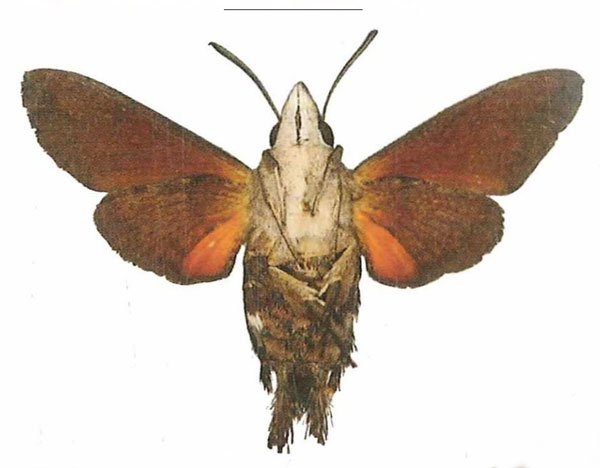 /filer/webapps/moths/media/images/S/svetlana_Macroglossum_HT_EMEMb.jpg