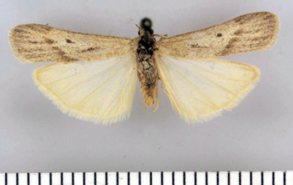 /filer/webapps/moths/media/images/S/swanepoeli_Entephrilema_HT_TMSA.jpg