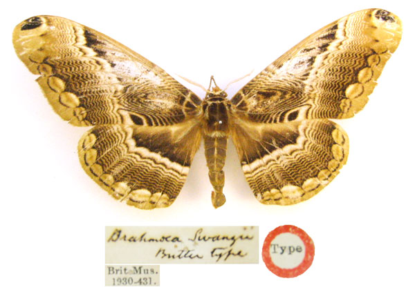 /filer/webapps/moths/media/images/S/swanzii_Brahmaea_HT_BMNHa.jpg