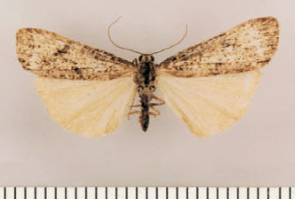 /filer/webapps/moths/media/images/S/swartbergensis_Pasteosia_HT_TMSA.jpg