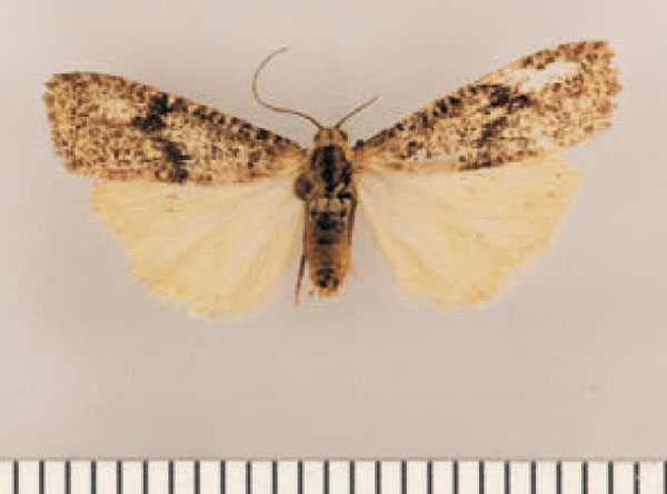 /filer/webapps/moths/media/images/S/swartbergensis_Pasteosia_PTF_TMSA.jpg