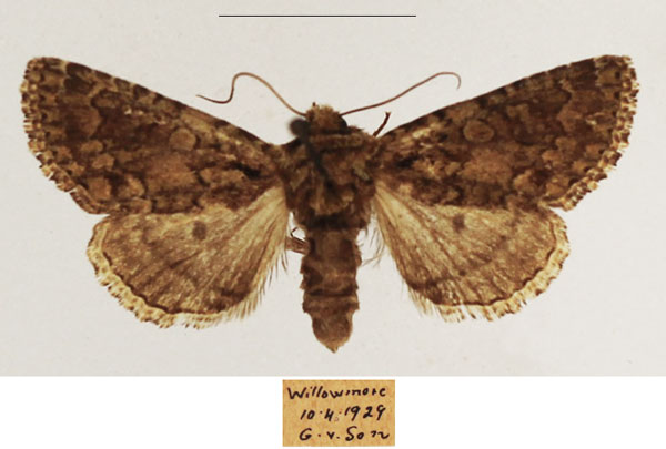 /filer/webapps/moths/media/images/S/swartlandensis_Klugeana_AF_TMSA_01.jpg