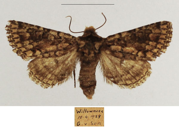 /filer/webapps/moths/media/images/S/swartlandensis_Klugeana_AF_TMSA_02.jpg