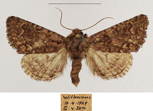 /filer/webapps/moths/media/images/S/swartlandensis_Klugeana_AF_TMSA_03.jpg