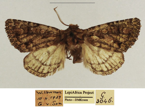 /filer/webapps/moths/media/images/S/swartlandensis_Klugeana_AM_TMSA.jpg
