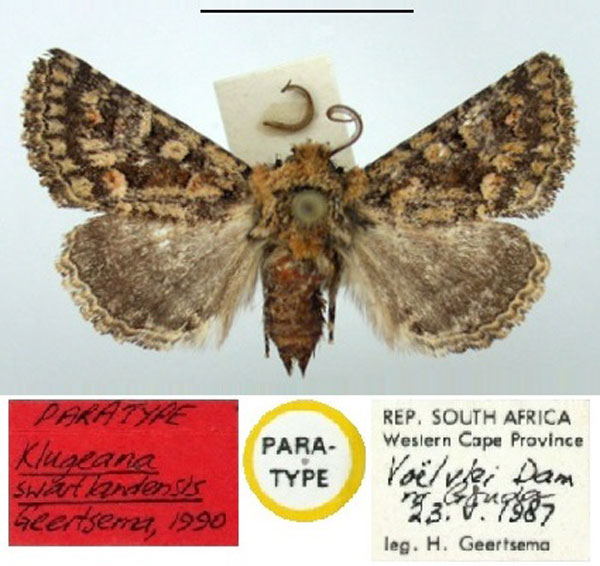 /filer/webapps/moths/media/images/S/swartlandensis_Klugeana_PT_BMNH.jpg