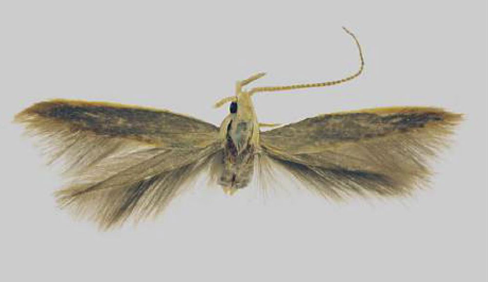 /filer/webapps/moths/media/images/S/swaziella_Coleophora_HT_Baldizzone.jpg