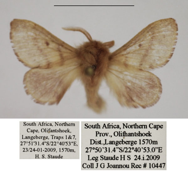/filer/webapps/moths/media/images/S/swierstrae_Anadiasa_AM_TMSA.jpg
