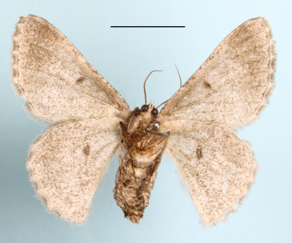 /filer/webapps/moths/media/images/S/swierstrai_Mictoschema_AF_MGCLa_01.JPG