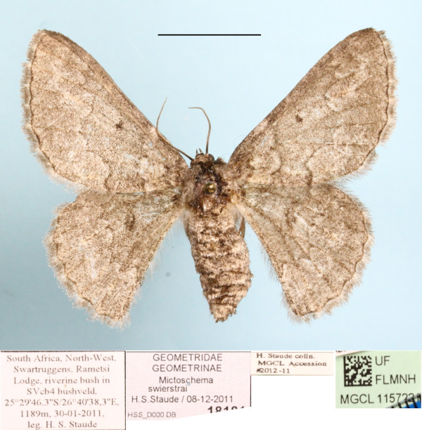 /filer/webapps/moths/media/images/S/swierstrai_Mictoschema_A_MGCLb_01.JPG