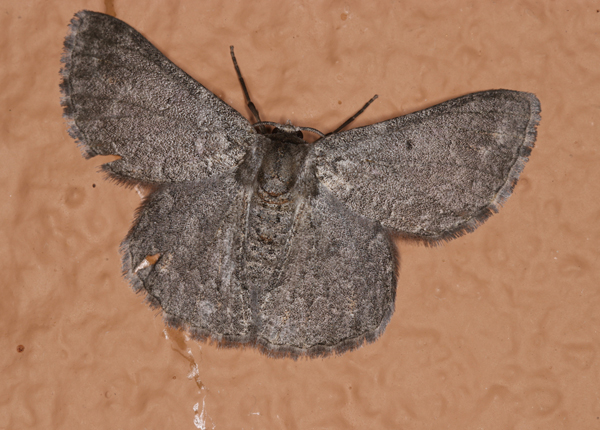 /filer/webapps/moths/media/images/S/swierstrai_Mictoschema_A_Roland_01.jpg