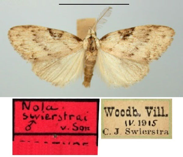 /filer/webapps/moths/media/images/S/swierstrai_Nola_PTM_TMSA.jpg