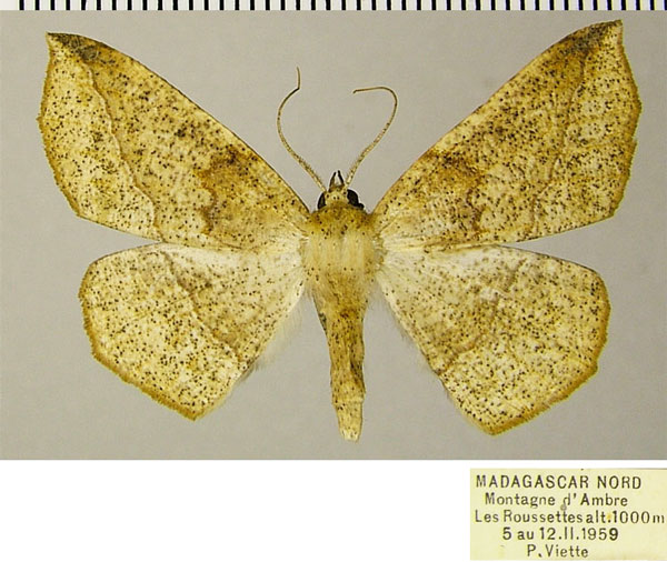 /filer/webapps/moths/media/images/S/swinhoei_Psilocerea_AF_ZSM_01.jpg