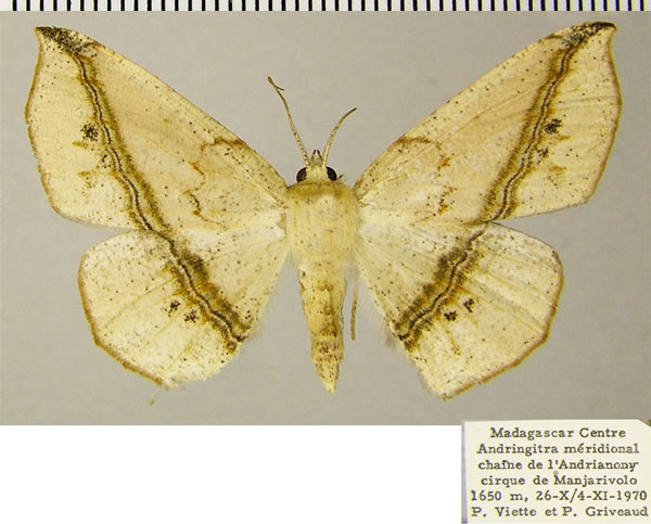 /filer/webapps/moths/media/images/S/swinhoei_Psilocerea_AF_ZSM_02.jpg
