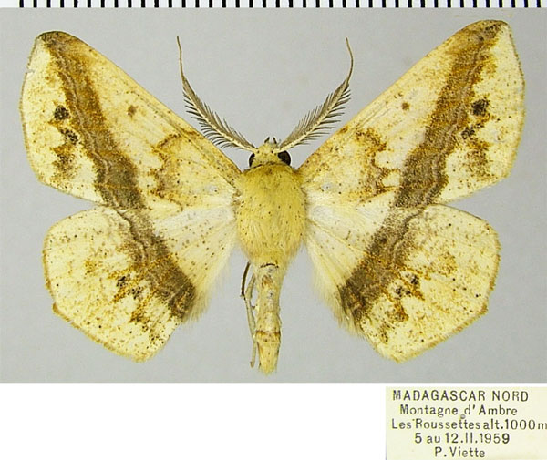 /filer/webapps/moths/media/images/S/swinhoei_Psilocerea_AM_ZSM.jpg