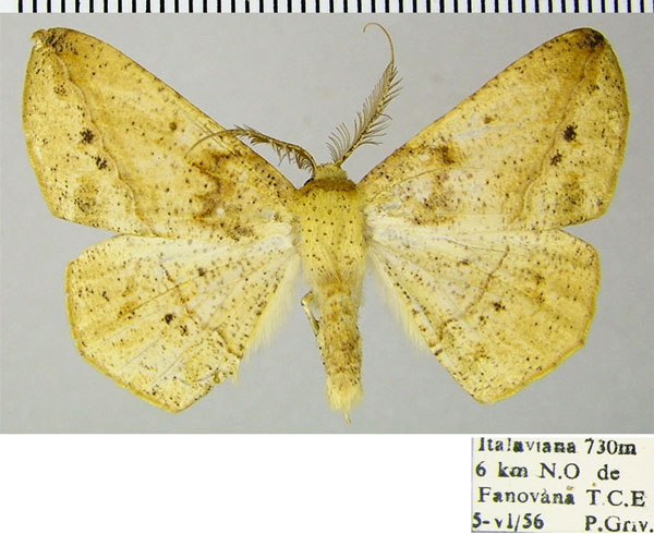 /filer/webapps/moths/media/images/S/swinhoei_Psilocerea_AM_ZSMa.jpg