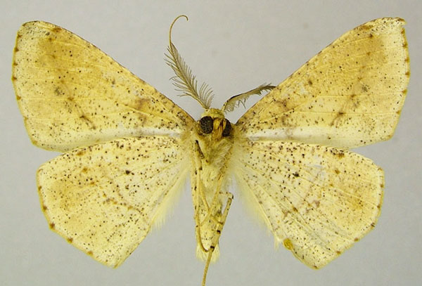 /filer/webapps/moths/media/images/S/swinhoei_Psilocerea_AM_ZSMb.jpg