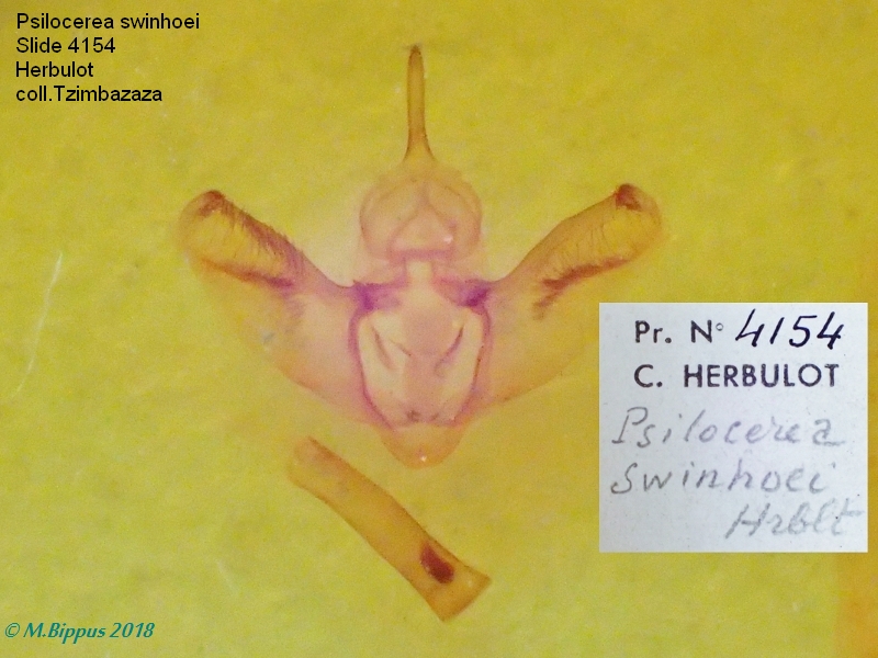 /filer/webapps/moths/media/images/S/swinhoei_Psilocerea_GM_Bippus.jpg