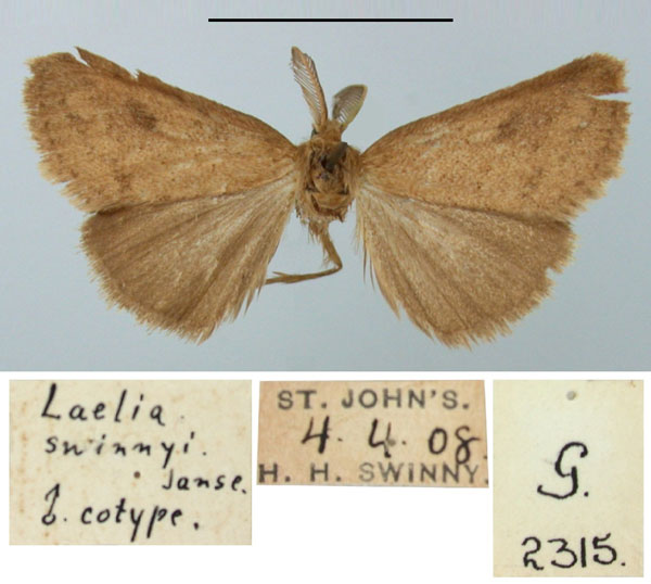 /filer/webapps/moths/media/images/S/swinnyi_Laelia_PT2_TMSA.jpg