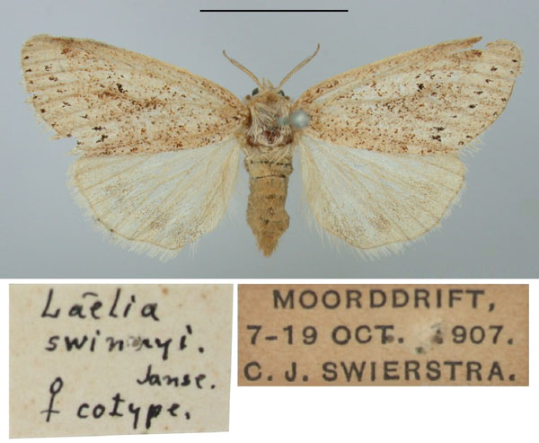 /filer/webapps/moths/media/images/S/swinnyi_Laelia_PTF_TMSA.jpg