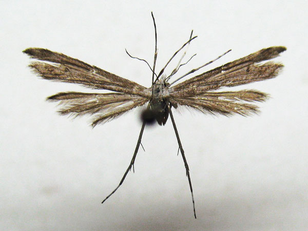 /filer/webapps/moths/media/images/S/swynnertoni_Platyptilia_HT_BMNH.jpg