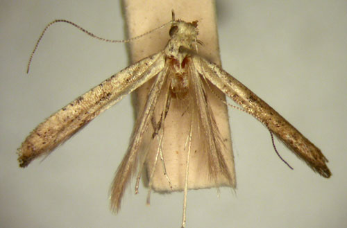 /filer/webapps/moths/media/images/S/sychnospila_Caloptilia_HT_TMSA5656.jpg