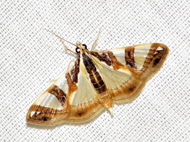 /filer/webapps/moths/media/images/S/sycina_Glyphodes_A_Braun.jpg