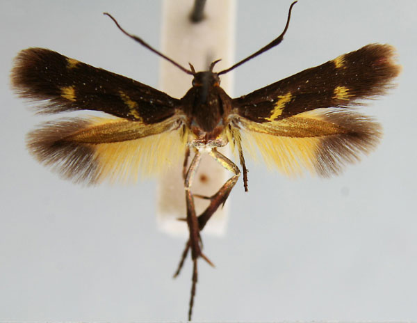 /filer/webapps/moths/media/images/S/syleuta_Eretmocera_AF_TMSA.jpg