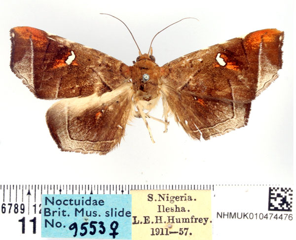 /filer/webapps/moths/media/images/S/sylvani_Episparis_AF_BMNH.jpg